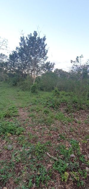 Venta Terreno en Colonia Yucatan, Tizimin $1,990,000