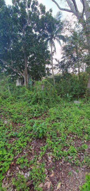 Venta Terreno en Colonia Yucatan, Tizimin $1,990,000