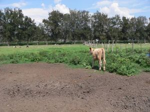 Terreno en Venta en Hacienda Santa Fe Tlajomulco de Zúñiga