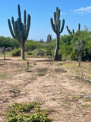 Se vende hectarea en La Paz baja cal sur