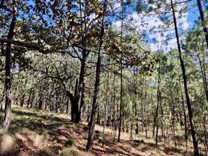 Terreno en venta en Sierra Mazati, Chiquilistlan