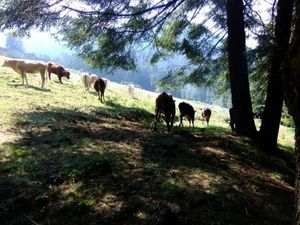 Finca/Rancho en Venta en San Miguel Ajusco Tlalpan