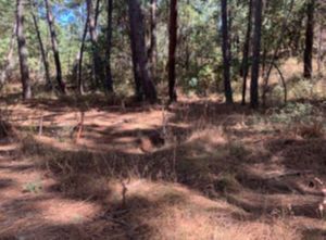 TERRENO BOSQUE EL MANTO / ATEMAJAC DE BRIZUELA