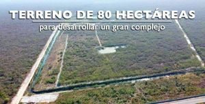 VENTA DE TERRENO 80 HECTAREAS, CARRETERA MÉRIDA-CHICXULUB