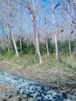 Terreno Forestal en Escárcega, Campeche.