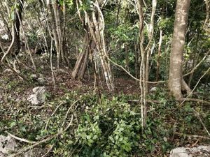 TERRENO CON CENOTE AL DESCUBIERTO A 25 MINUTOS DE VALLADOLID