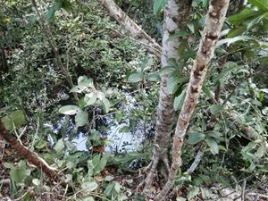 TERRENO CON CENOTE AL DESCUBIERTO A 25 MINUTOS DE VALLADOLID