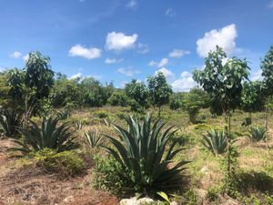 Rancho en Venta Kantunil, Yucatán