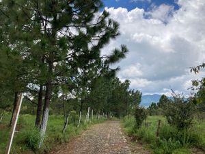 Terreno Plano en La Cofradía, ideal para desarrollo