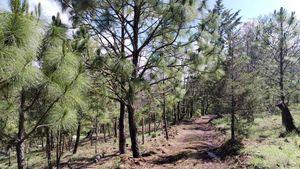 Naturaleza y Tranquilidad: Terrenos en El Rincón, Amealco”