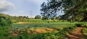 Más de una hectárea para desarrollar