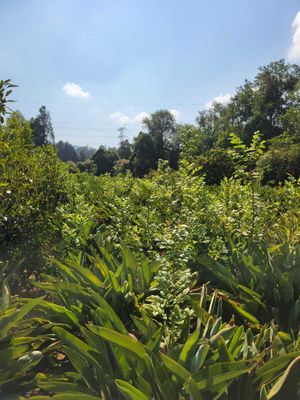 Terreno Exclusivo de 300 m² con Aves de Paraíso y Servicios Cercanos"