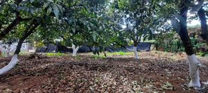 Lindo terreno con árboles de aguacate en Casas Viejas