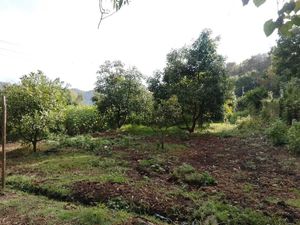 Precioso terreno de 2500 mts rodeado de naturaleza a un súper precio