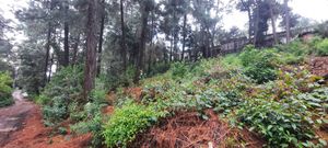 Lotes de 1000 mts en Cerro Gordo