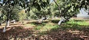 Lindo terreno con árboles de aguacate en Casas Viejas