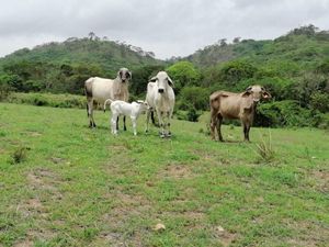 Finca/Rancho en Venta en Lázaro Cárdenas Cintalapa de Figueroa