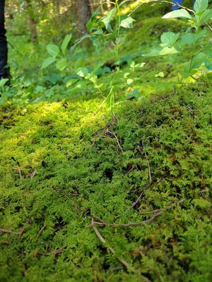 Increíbles lotes a crédito para Cabañas Ecoturísticas