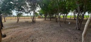 Terreno Campestre en Venta (Los Mochis, Sin.)