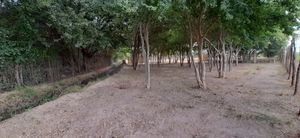 Terreno Campestre en Venta (Los Mochis, Sin.)