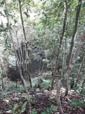 VENTA 65 hasTerreno con 3 CENOTES Sisbichén RUTA Cenotes Valladolid