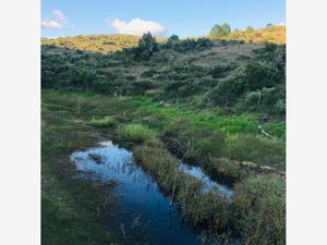 Terreno en Renta en El Contza Santiago de Anaya