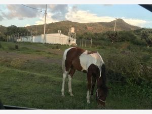 Terreno en Renta en El Contza Santiago de Anaya