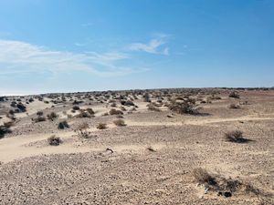 VENTA 59.39  HECTÁREAS EN EL TORNILLAL, SONORA A 1 HR DE PUERTO PEÑASCO