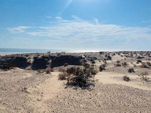 VENTA 59.39  HECTÁREAS EN EL TORNILLAL, SONORA A 1 HR DE PUERTO PEÑASCO