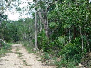 PARADISIACO LOTE 1 HECTÁREA REGIÓN 12 H3, TULUM