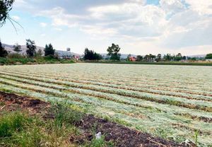 TERRENO EN VENTA EN SAN PEDRO DE LOS SAUCES, MORELIA