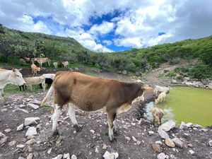 RANCHO EN VENTA CERCA DE ZIRANDARO, SAN MIGUEL DE ALLENDE