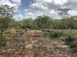 RANCHO MEZCALERO