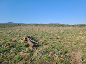 Terreno en Venta en Jiquilpan de Juarez Centro Jiquilpan