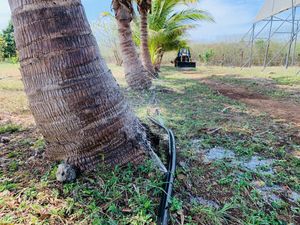 Rancho en venta con Variedad de arboles frutales y plantas medicinales