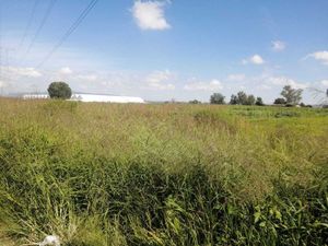 TERRENO EN RENTA, CARR. IRAPAUTO- ABASOLO, IRAPUATO, GUANAJUATO