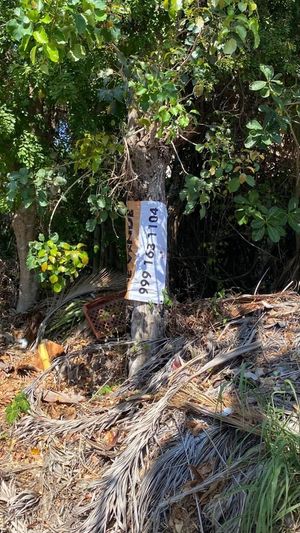 TERRENO EN VENTA EN PLAYA DEL CARMEN QUINTANA ROO DENTRO DE LA CIUDAD