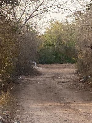 OPORTUNIDAD  EN MERIDA,  CHICHÍ SUÁREZ.