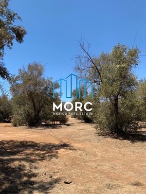 VENTA  DE 1.8 HECTÁREAS RODEADO DE ARBOLES DE OLIVO EN VALLE DE GUADALUPE