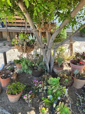 Cabañas en valle de Guadalupe