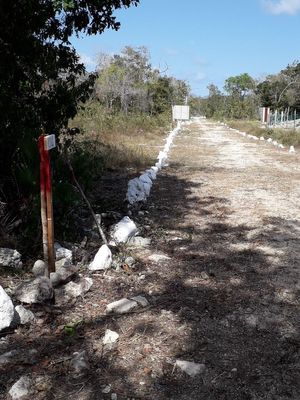 Lote urbano de 818 m2 a 200 metros de la Avenida Tulum servicios subterraneos