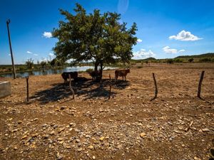 Venta de Rancho Ganadero en Linares