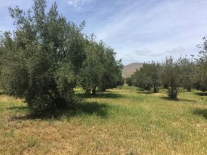 VENTA DE TERRENO EN VALLE DE GUADALUPE ‼️🌄🍇💲✨ ( Zona Olivares )