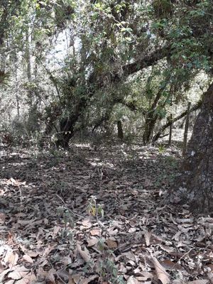 TERRENO EN VENTA CON ABUNDANTE BOSQUE