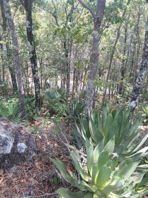 Terreno en venta a orilla de carretera.