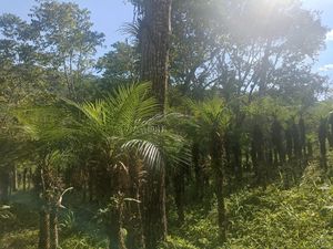 Rancho en venta en San Fernando, Chiapas.