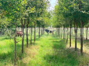 RANCHO AGRICOLA EN VENTA EN CADEREYTA