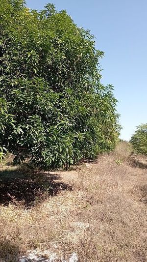 Arboles de mango petacón