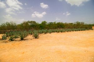 Terreno en venta en esquina a 20 minutos de Mérida ubicado en Tixkuncheil