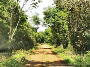 Rancho de 55 hectáreas con plantación de caoba de 23 años de edad en venta